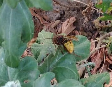 European Hornet