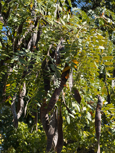 honey locust