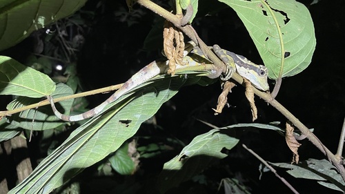 Malayan Crested Lizard