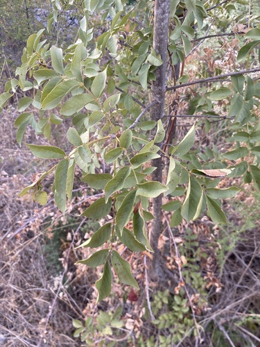 Manna ash
