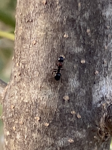 Camponotus dalmaticus