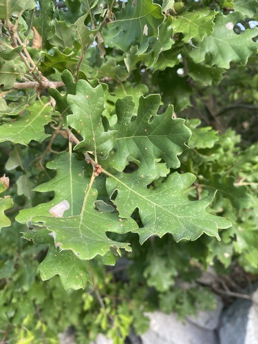 downy oak