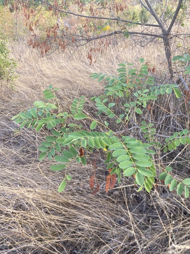 black locust