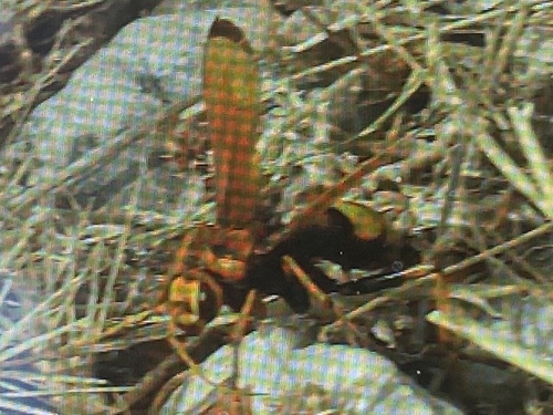Cryptocheilus annulatus