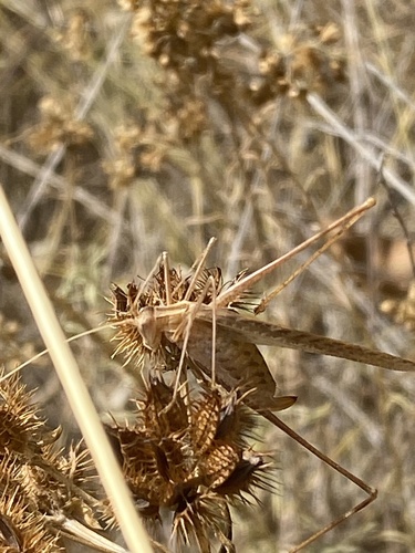 Lily Bush-cricket