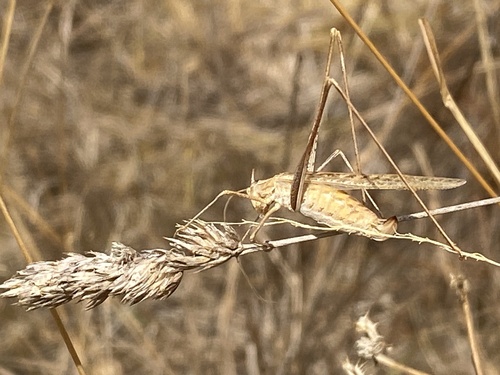 Lily Bush-cricket