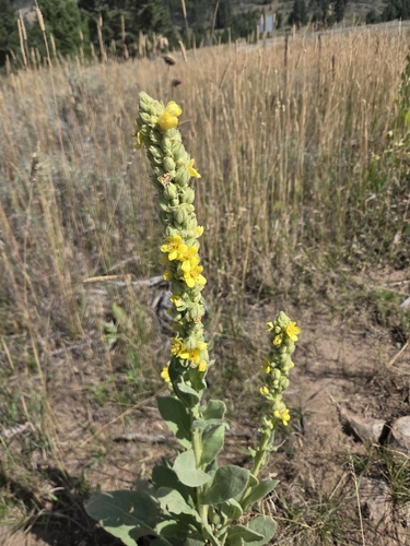 great mullein