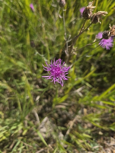 spotted knapweed