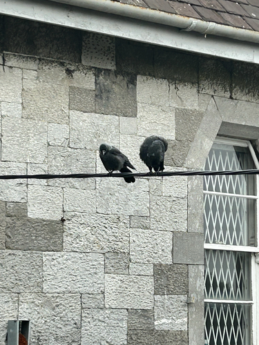 Eurasian Jackdaw
