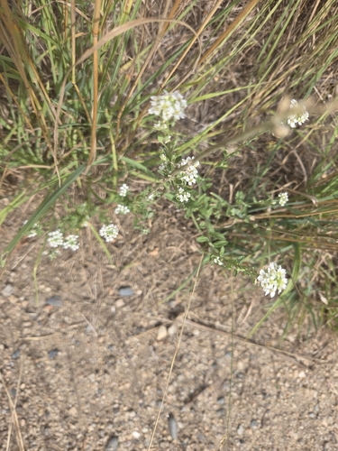 hoary alyssum