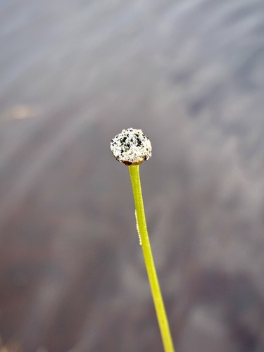 Common Pipewort