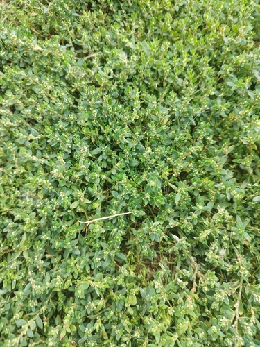 Prostrate Knotweed