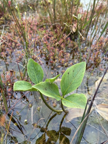 Bogbean