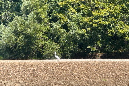 Great Egret