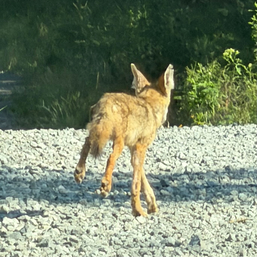 Coyote