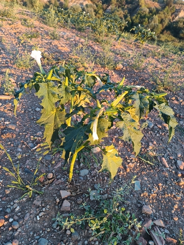 jimsonweed