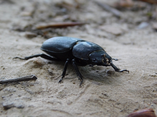 Lesser Stag Beetle
