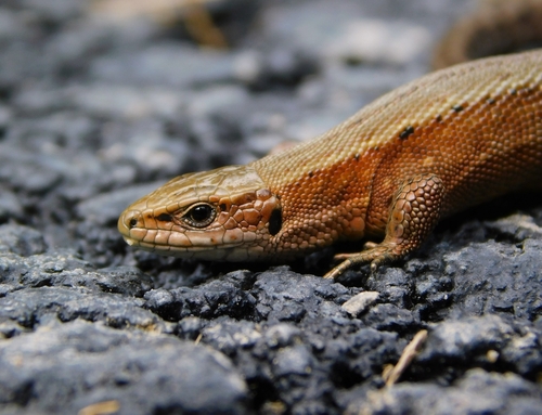 Viviparous Lizard