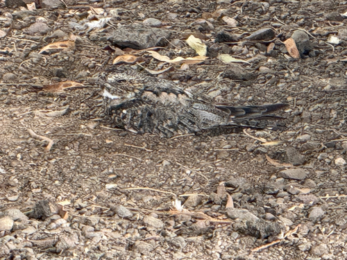 Lesser Nighthawk observed by haplo