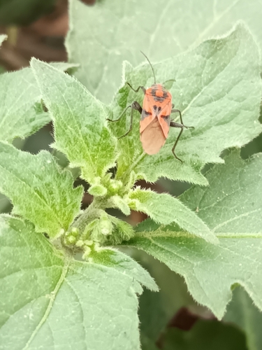 Spilostethus furcula
