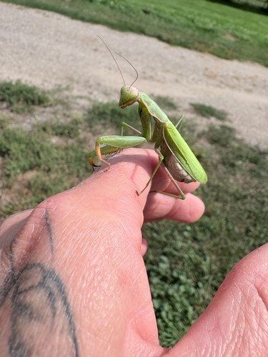 European Mantis