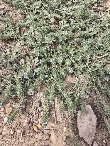 Bigbract Verbena