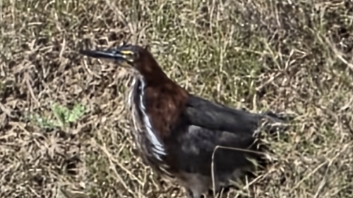 Rufescent Tiger-Heron