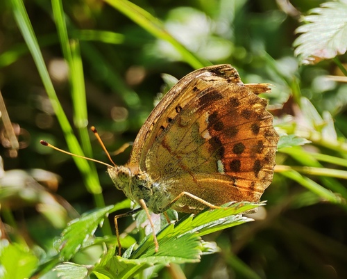 Pallas's Fritillary