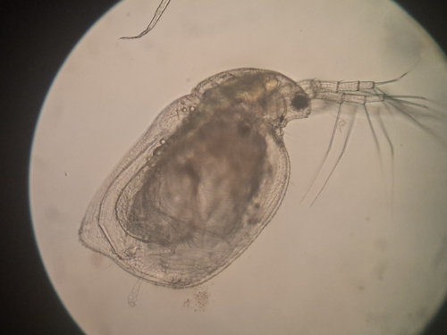 Simocephalus serrulatus