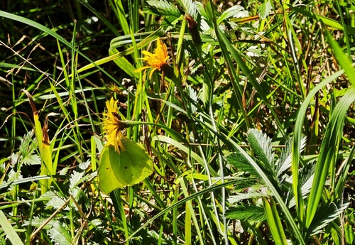 Common Brimstone