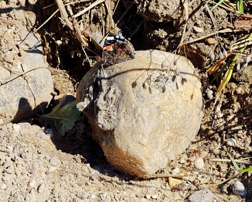 Red Admiral