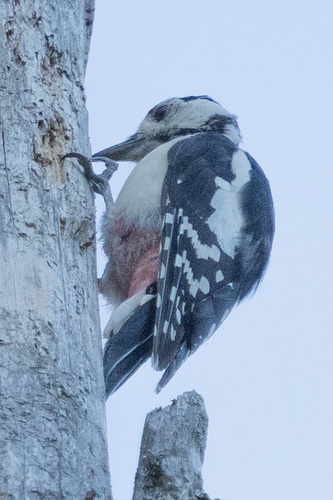 Great Spotted Woodpecker