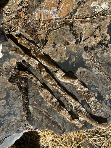 Western Montpellier Snake