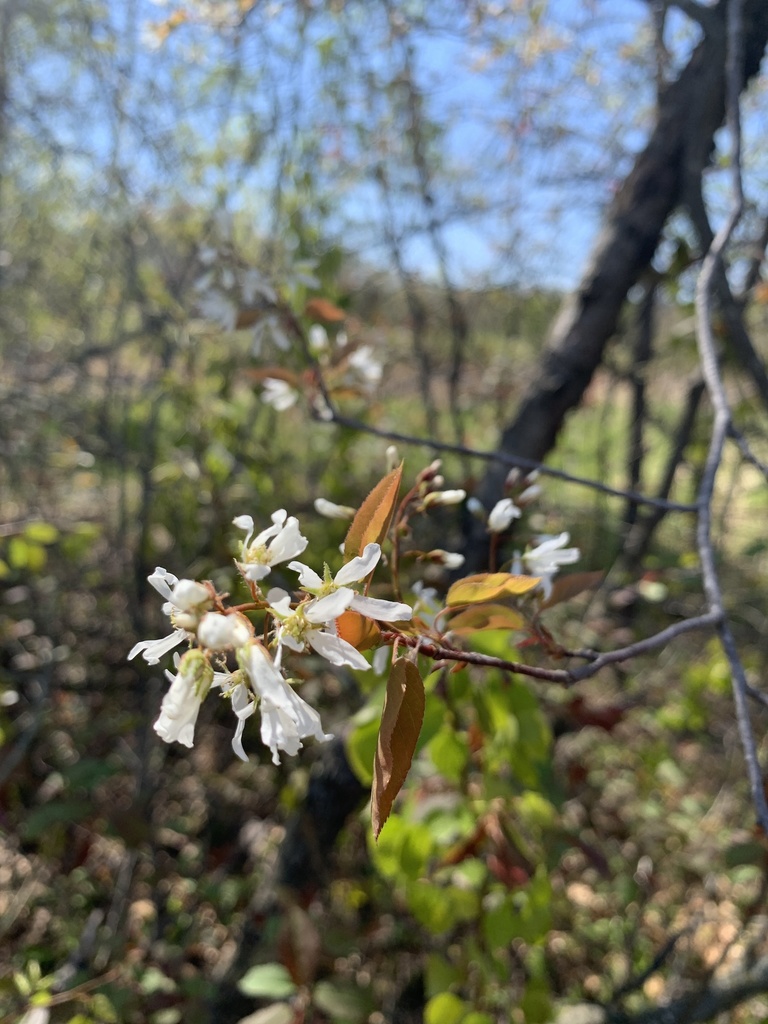 smooth shadbush from 168th Cir NW, Ramsey, MN, US on May 12, 2020 at 10 ...