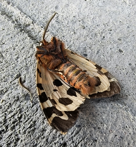 Garden Tiger