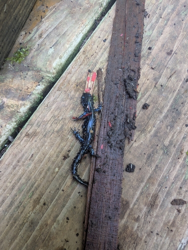 Blue-spotted Salamander