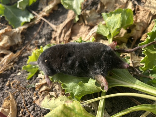 European Mole