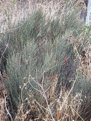 Poet's Cassia