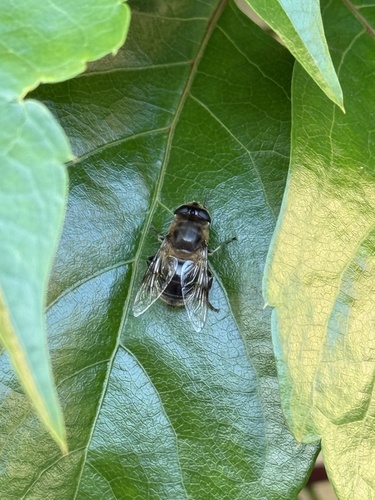Common Drone Fly