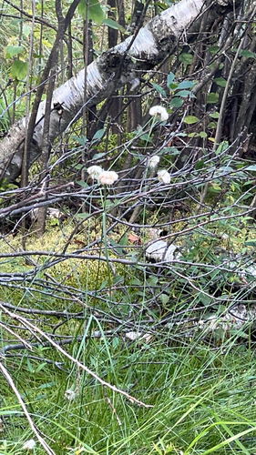 tawny cottongrass