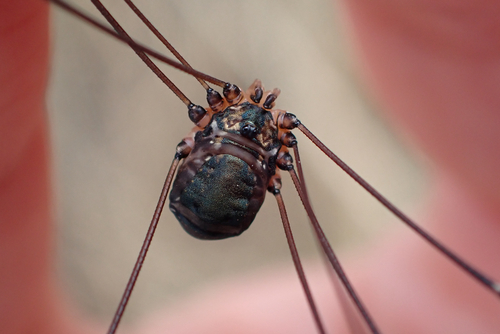 Leiobunum defectivum