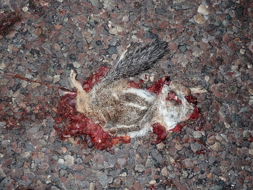 Harris' Antelope Squirrel observed by tsirtalis