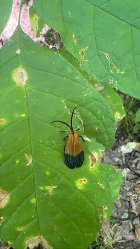 End Band Net-winged Beetle