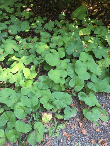 Winter Heliotrope