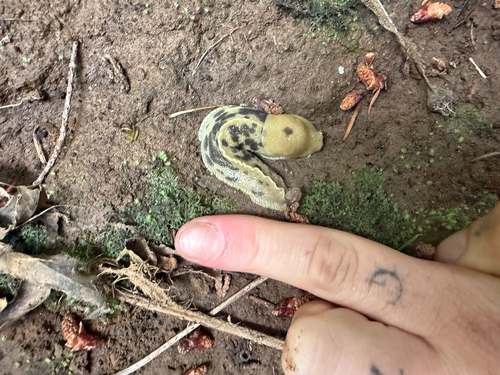 Pacific Banana Slug