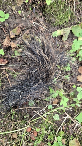 Wild Boar