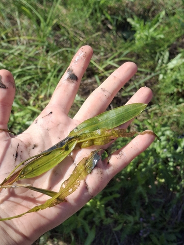 Longleaf Pondweed