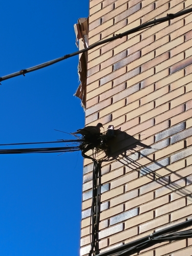 Eurasian Collared-Dove
