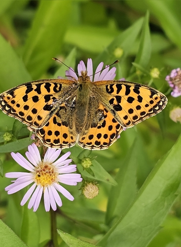 Queen of Spain Fritillary