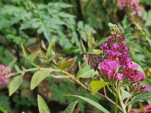 Bell's Roadside-Skipper